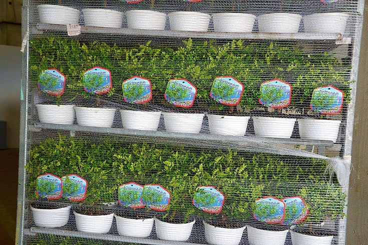 In spedizione In spedizione