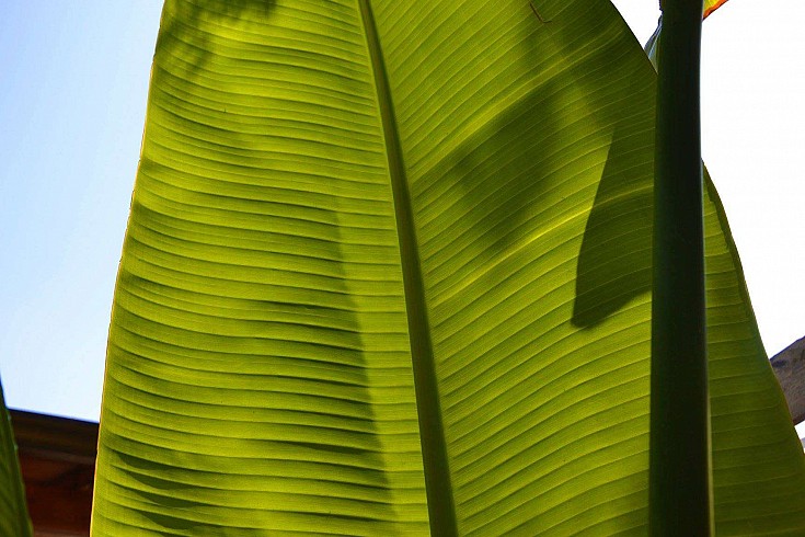 Particolare della foglia Particolare della foglia