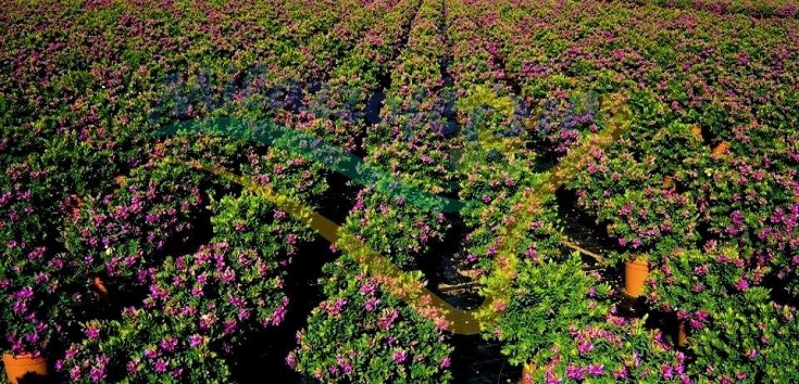 Veduta in pieno campo Veduta in pieno campo