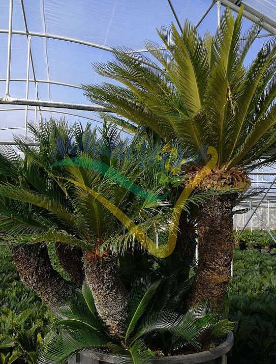 Cycas revoluta esemplare