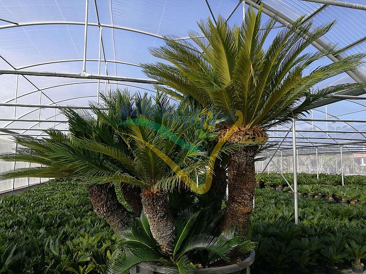 Cycas revoluta esemplare Cycas revoluta esemplare