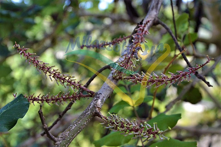 Infiorescenza femminile Infiorescenza femminile