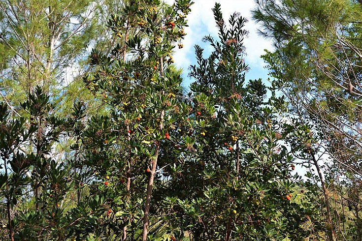 Pianta adulta in piena terra Pianta adulta in piena terra