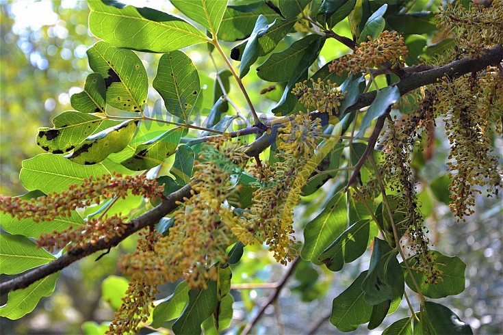 Male flowers Male flowers