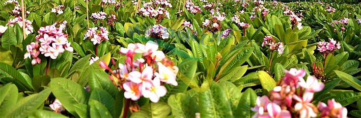 Green house Landscape Green house Landscape