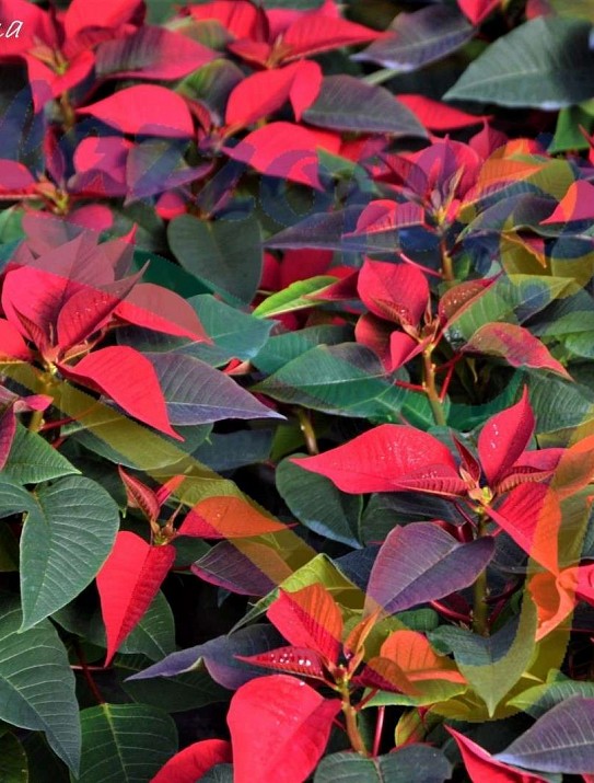 Christmas Flower Christmas Flower