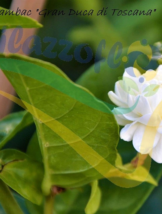 Jasmin d'Arabie Jasmin d'Arabie