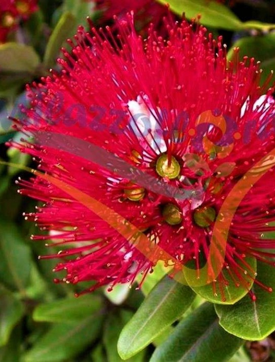 El pohutukawa El pohutukawa