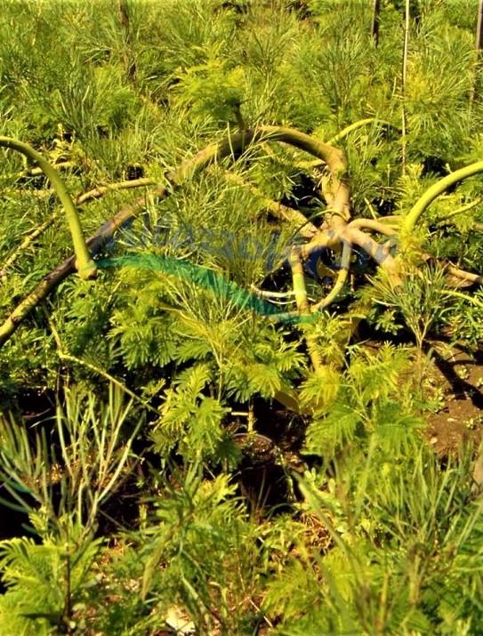 Acacia dealbata (Mimosa) Acacia dealbata (Mimosa)
