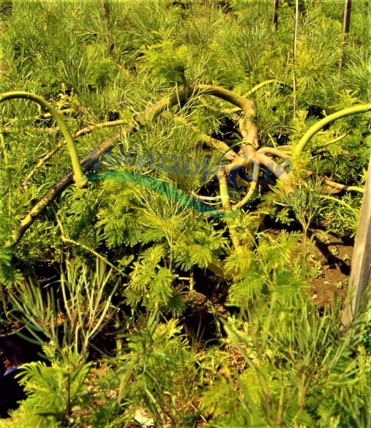 Pianta madre Pianta madre