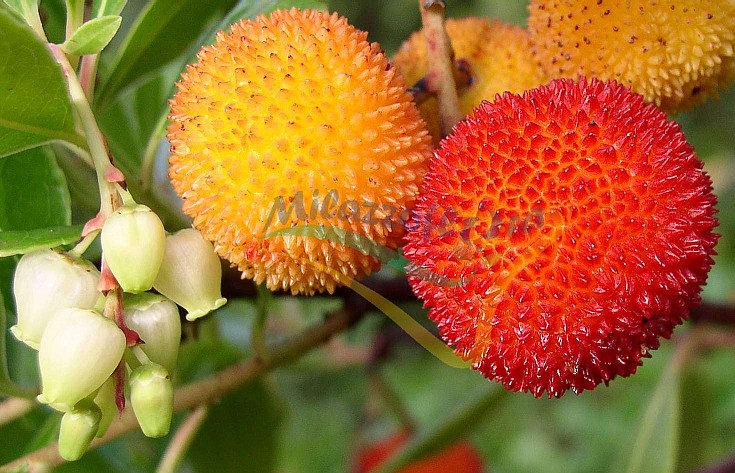 Fiori e frutti Fiori e frutti