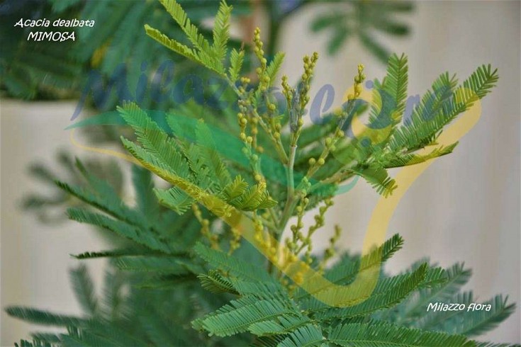 Viraggio colore infiorescenza Viraggio colore infiorescenza