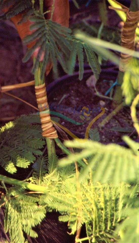 Particolare dell'innesto per approssimazione Particolare dell'innesto per approssimazione