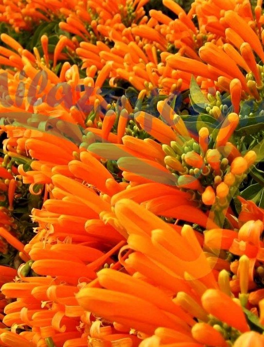 Orange trumpetvine Orange trumpetvine