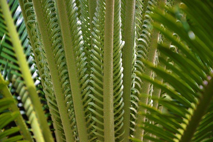 Apertura nuove foglie Apertura nuove foglie