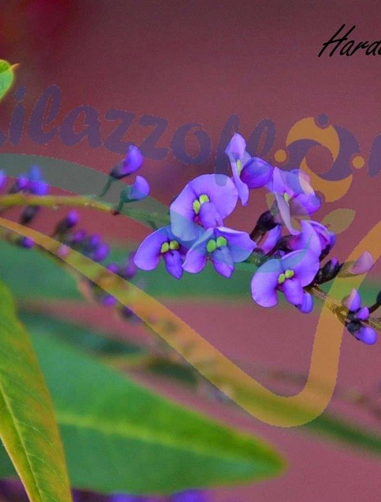 Purple Coral Pea Purple Coral Pea