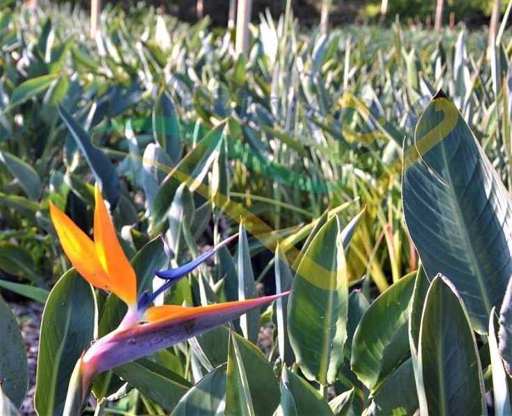 Veduta in campo Veduta in campo