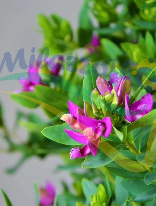 Myrtle-leaf milkwort Myrtle-leaf milkwort