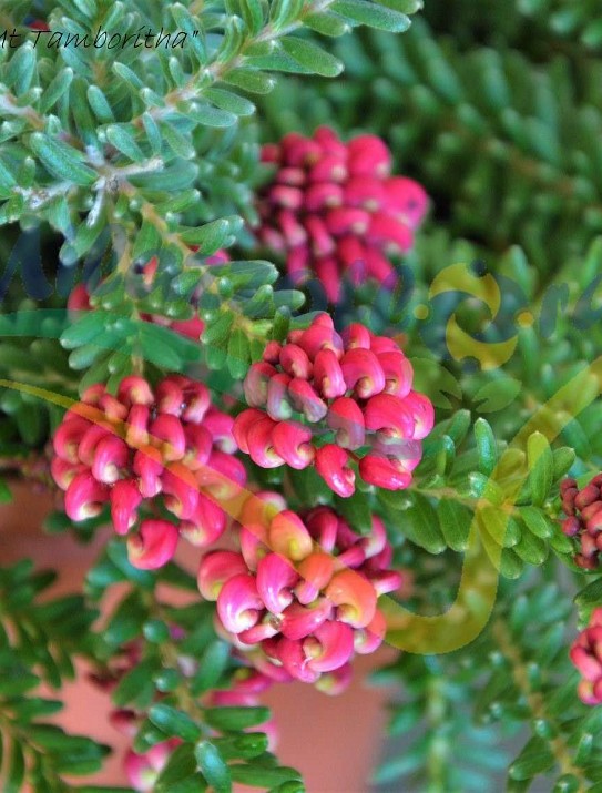 Grevillea lanigera  Grevillea lanigera