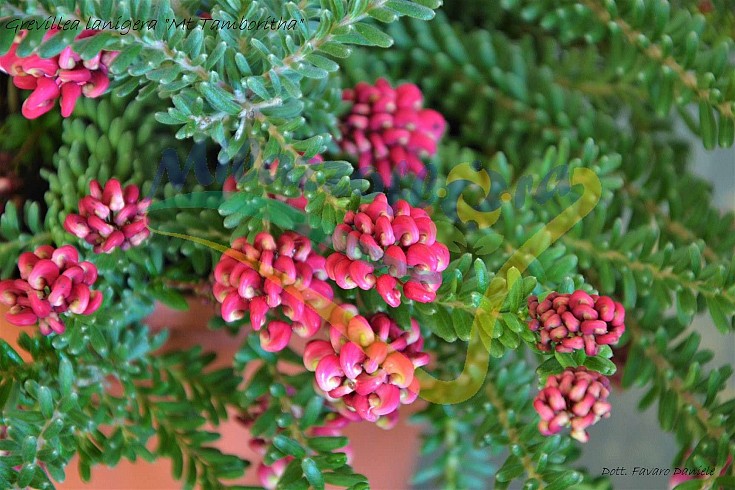 Particolare dei fiori Particolare dei fiori