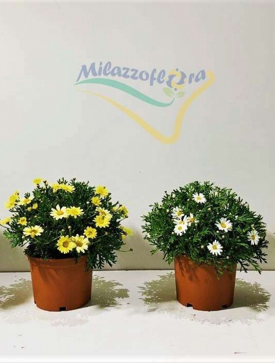 Marguerite Marguerite