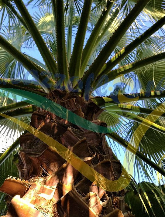 California fan palm California fan palm