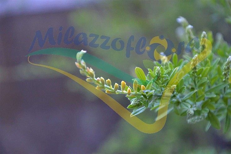 Fiore in boccio: viraggio colore Fiore in boccio: viraggio colore