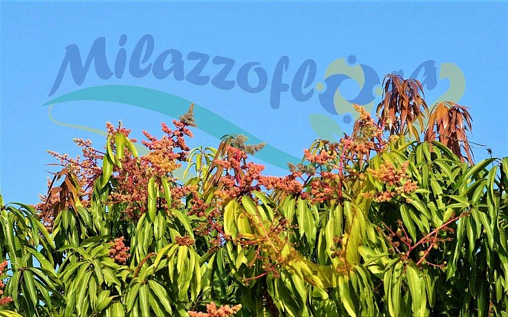 Pianta adulta in piena terra Pianta adulta in piena terra