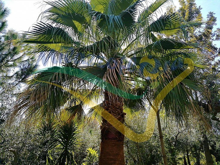Pianta di 10 anni acclimatata in piena terra Pianta di 10 anni acclimatata in piena terra