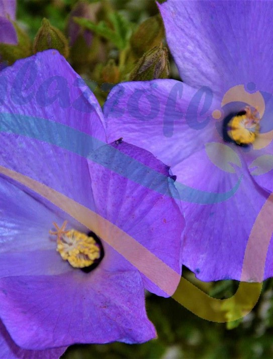 Alyogyne huegelii Alyogyne huegelii