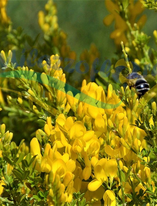 Madeira broom Madeira broom