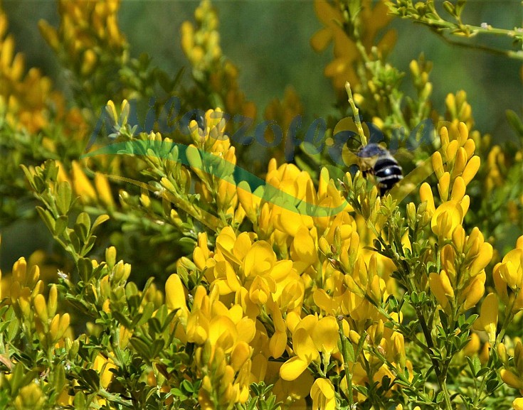 Particolare dell'abbondante fioritura Particolare dell'abbondante fioritura