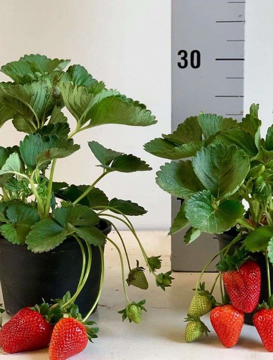 Strawberries Strawberries