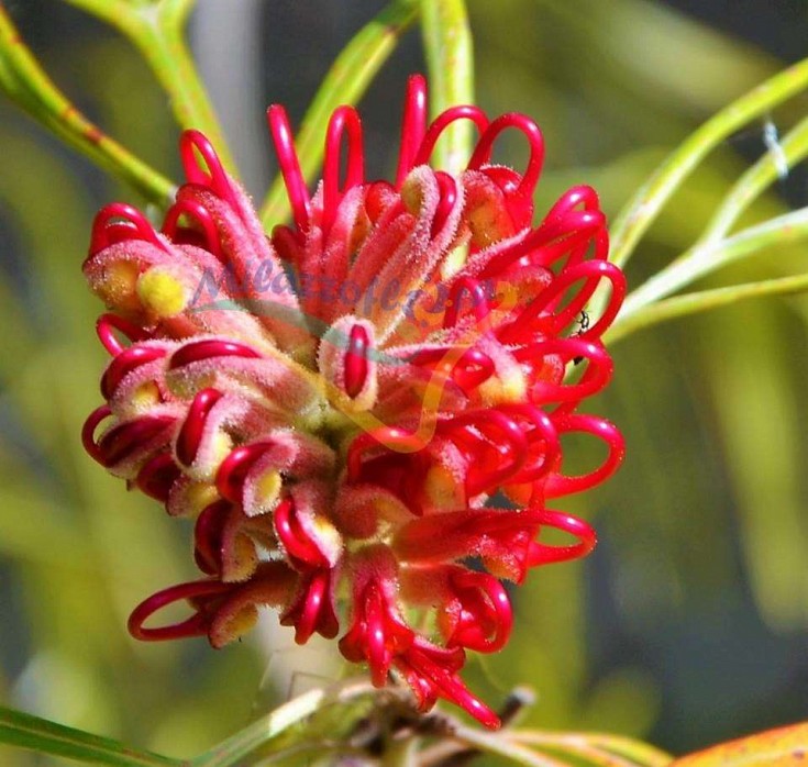 Una delle selezioni di G. banksii la Una delle selezioni di G. banksii la