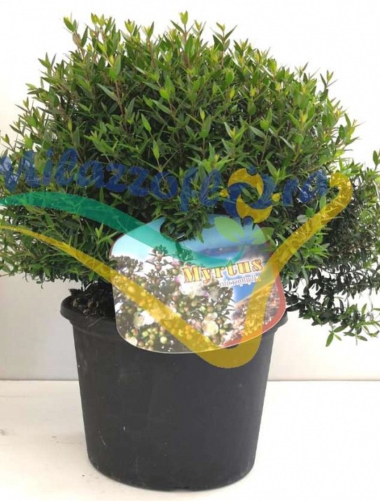 Myrtus Communis Myrtus Communis