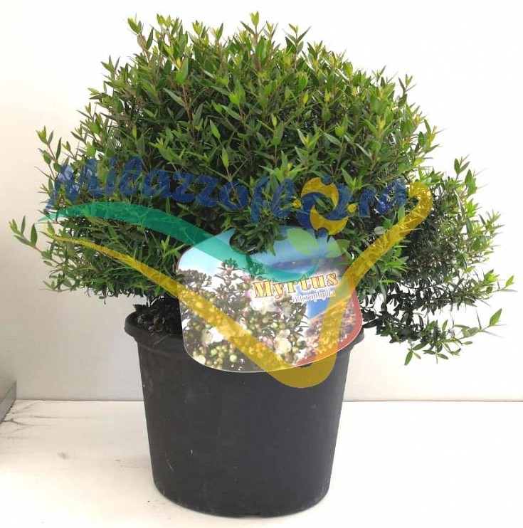 Produzione Vivai Russo Produzione Vivai Russo