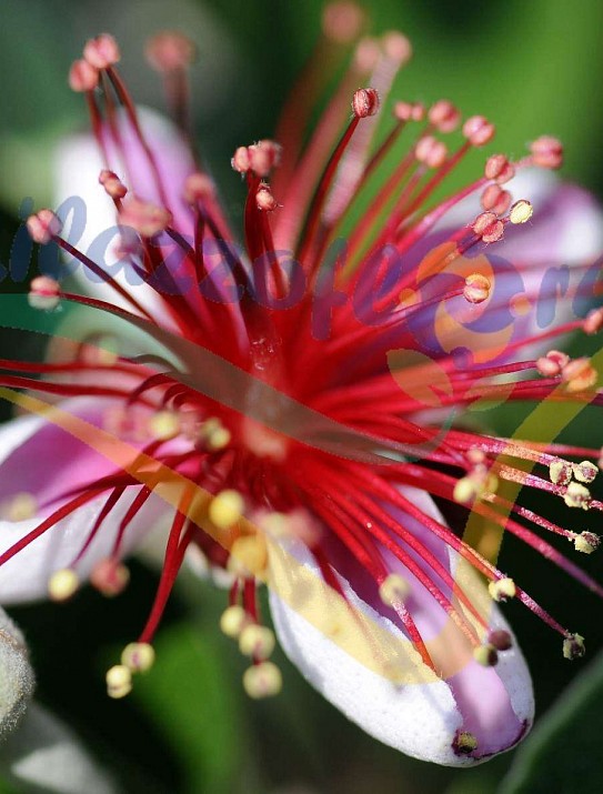 Pineapple guava Pineapple guava