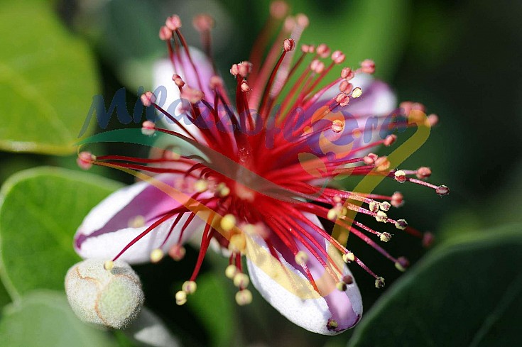 Particolare del fiore Particolare del fiore