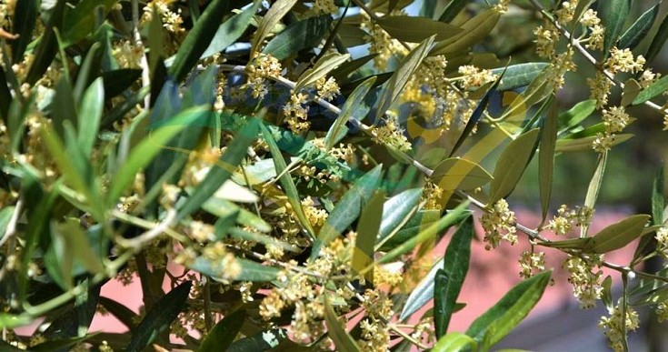 Particolare della fioritura Particolare della fioritura