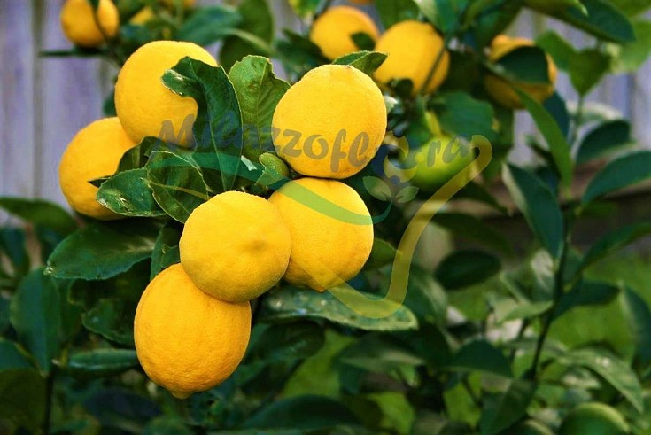 Limon Robi Citrus limon