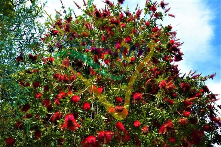 Pianta matura in giardino Pianta matura in giardino