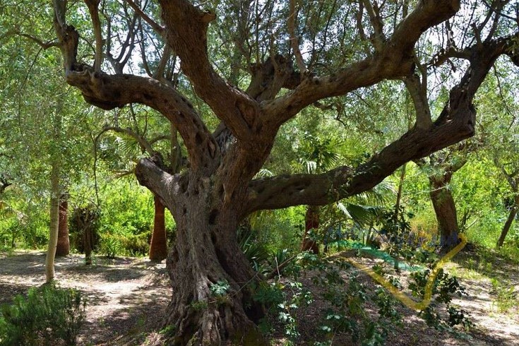 Pianta secolare Pianta secolare