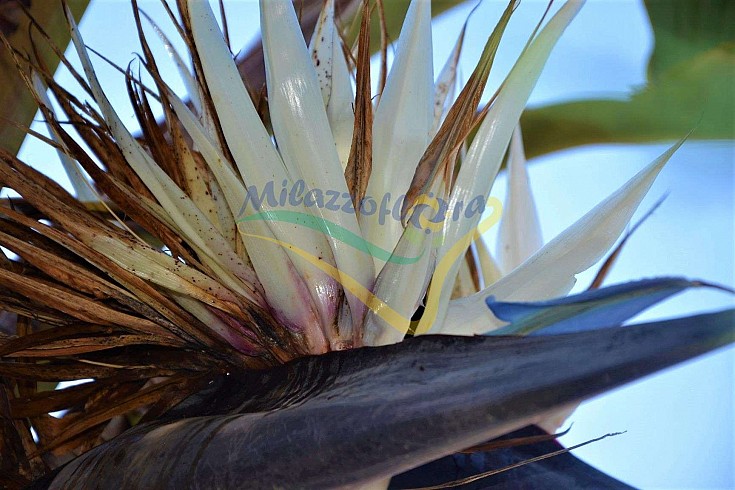 Infiorescenza Infiorescenza