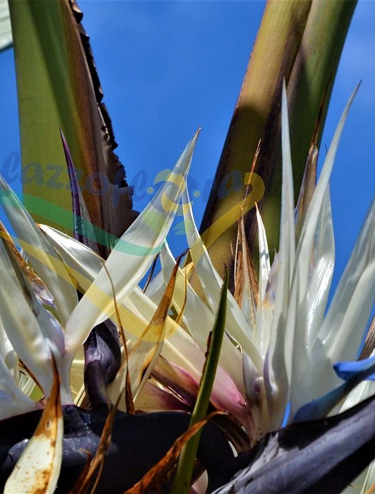 The giant white bird of paradise The giant white bird of paradise
