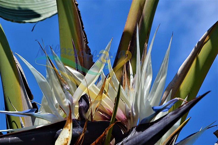 Infiorescenza Infiorescenza