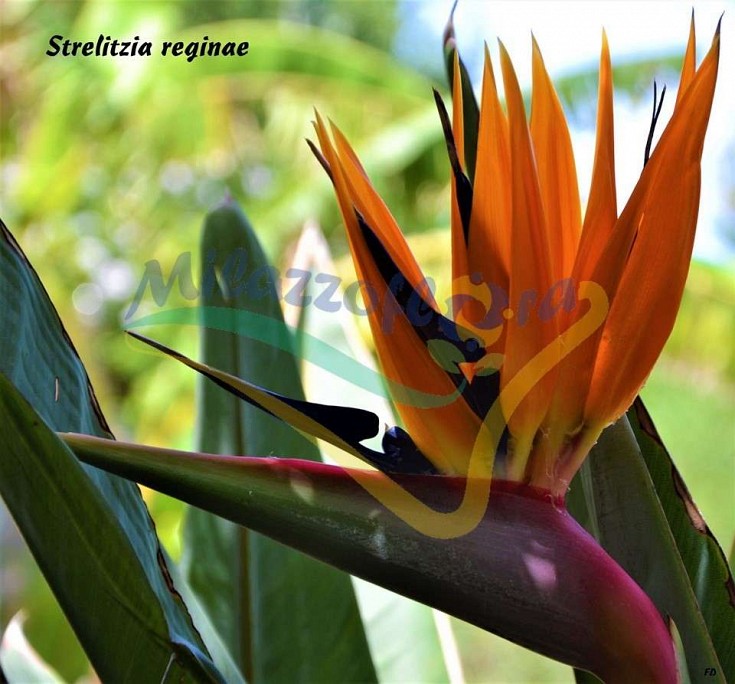 Infiorescenza Infiorescenza