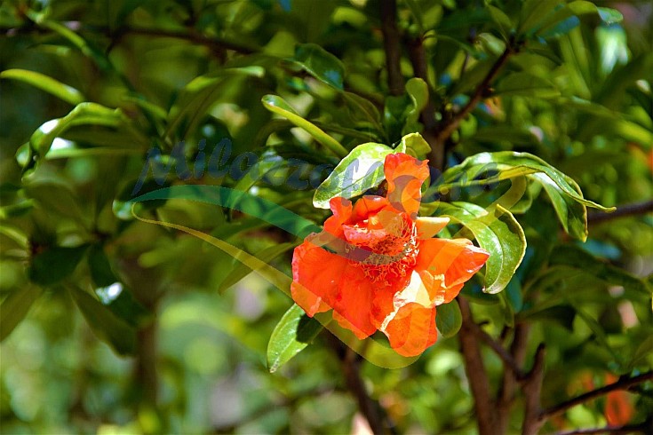 Fiore Fiore
