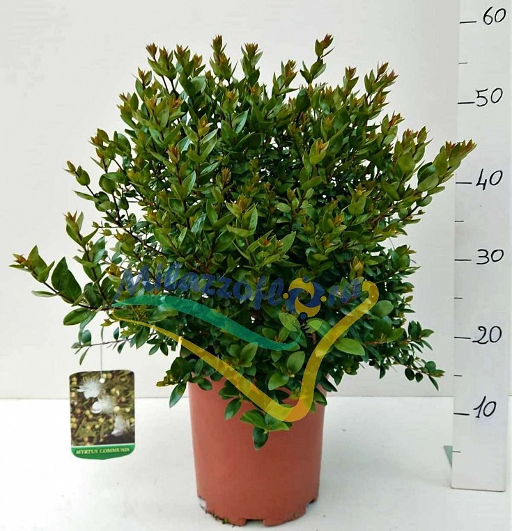 Produzione Amalfa Carlo Produzione Amalfa Carlo