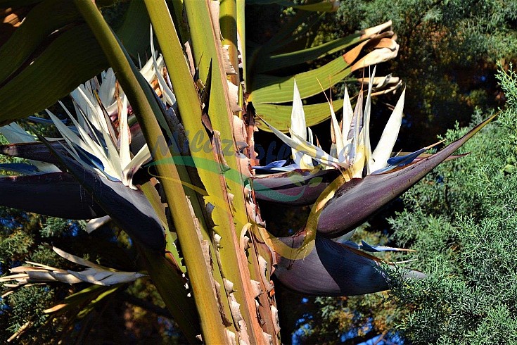 Portamento e infiorescenza Portamento e infiorescenza