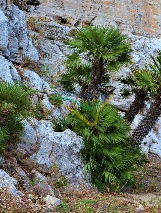 Chamaerops humilis Chamaerops humilis